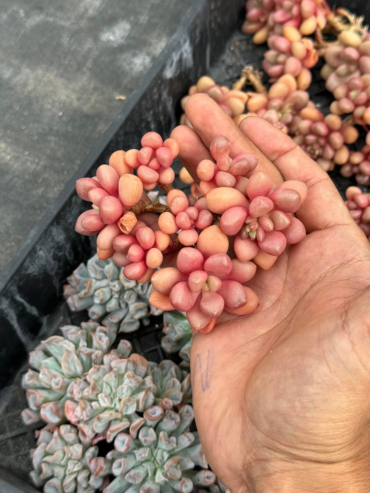 Graptoveria avant garde cluster