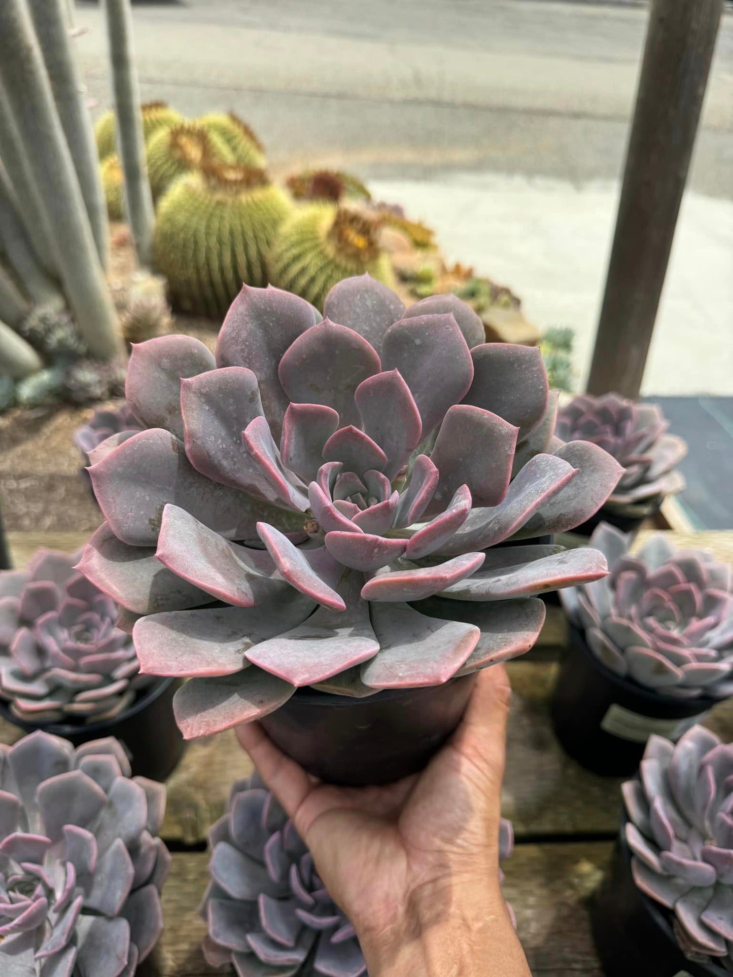 Graptoveria francesca