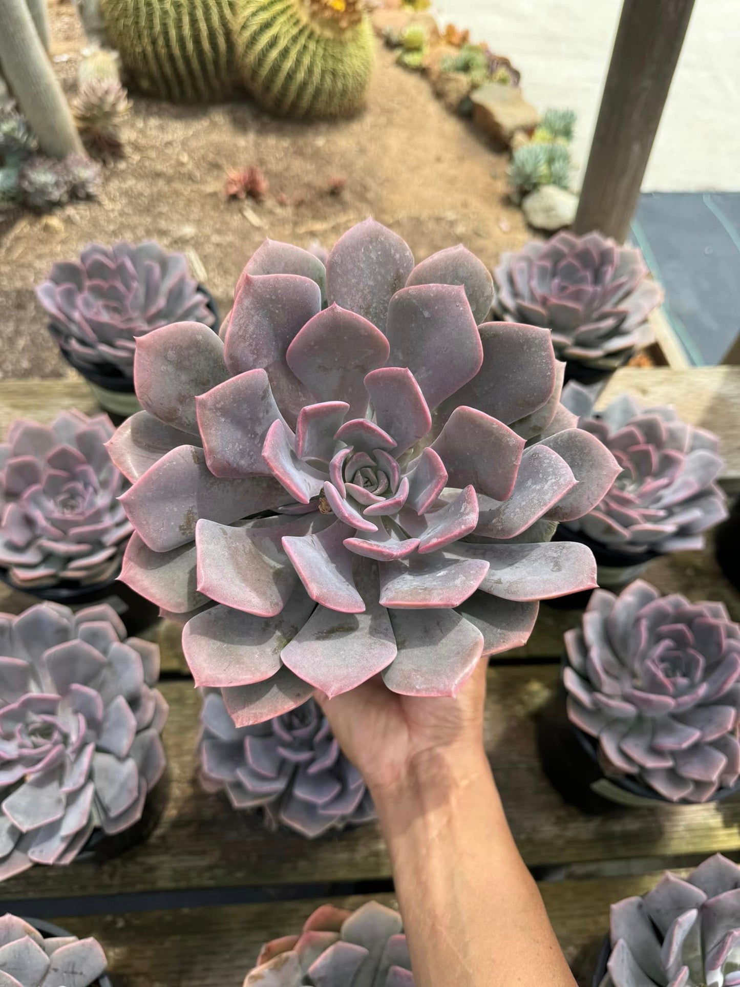 Graptoveria francesca