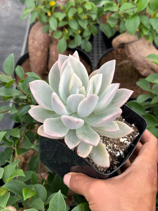 Graptoveria 'Opalina'