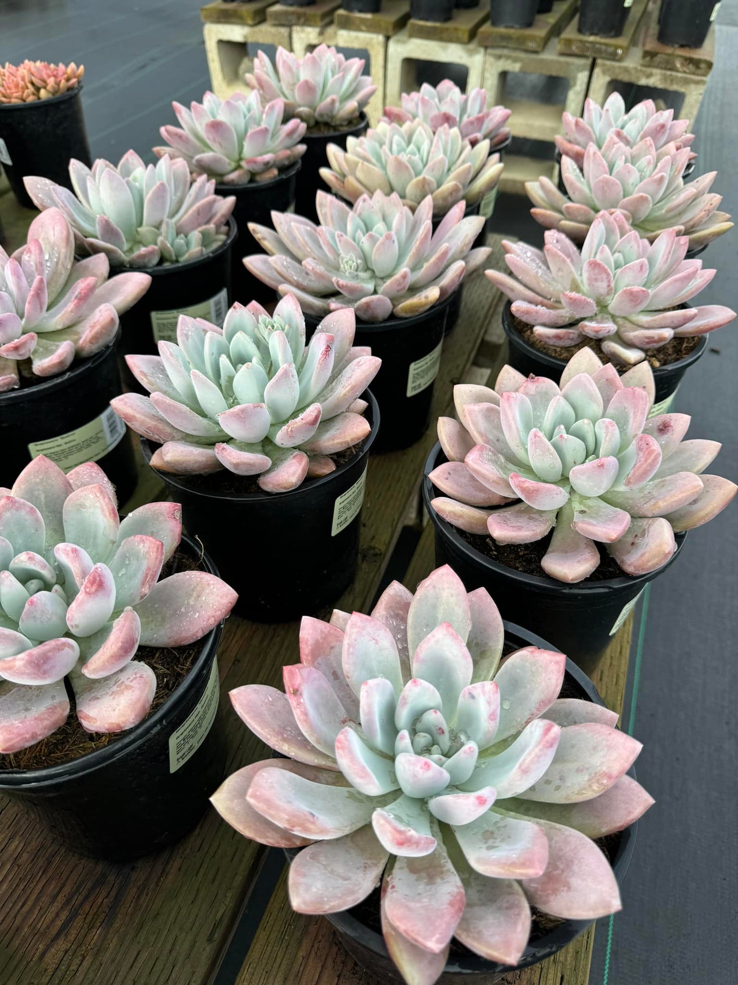 Graptoveria Opalina 1 galón