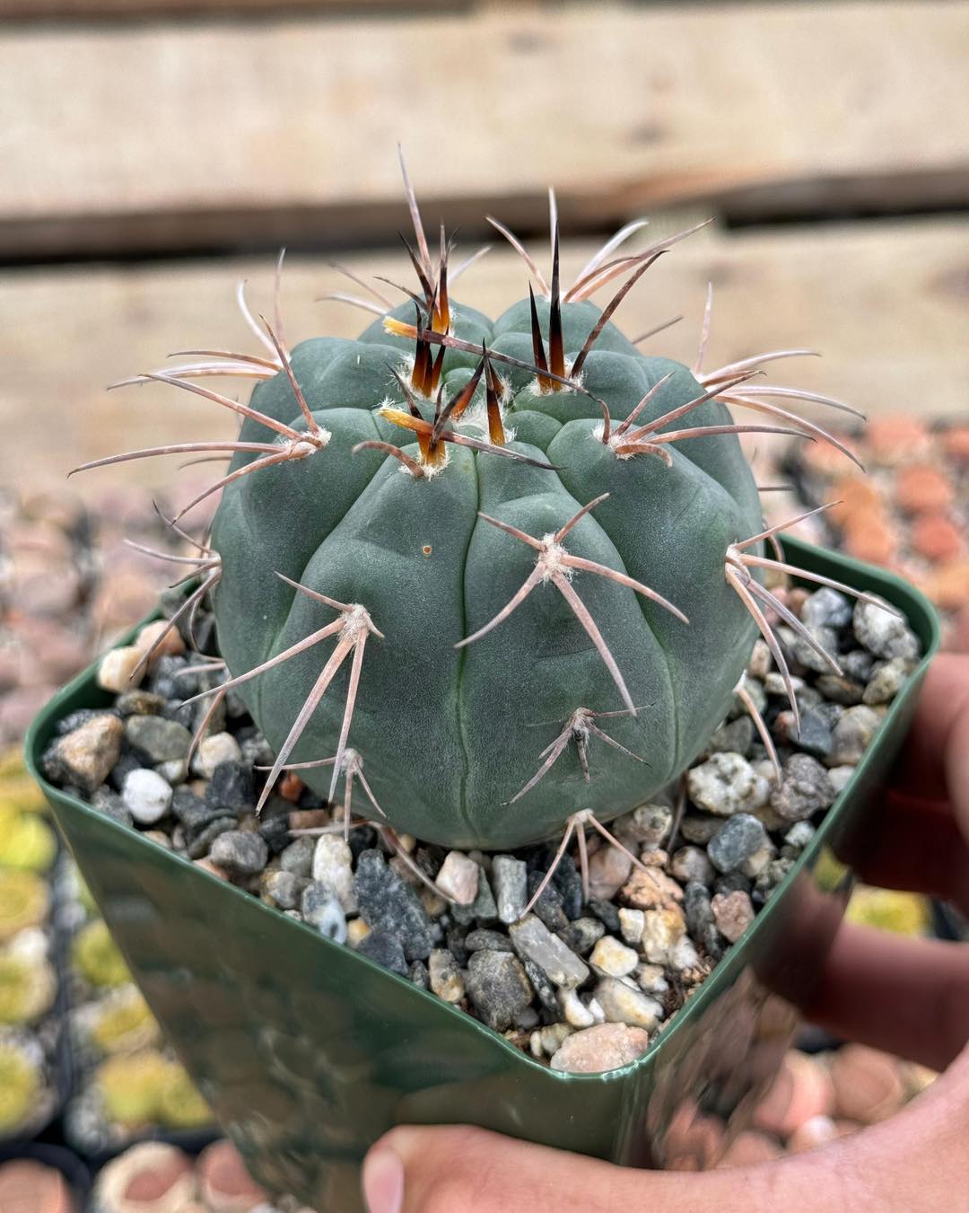 Gymnocalycium armatum