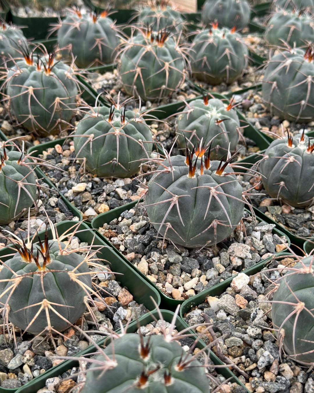 Gymnocalycium armatum