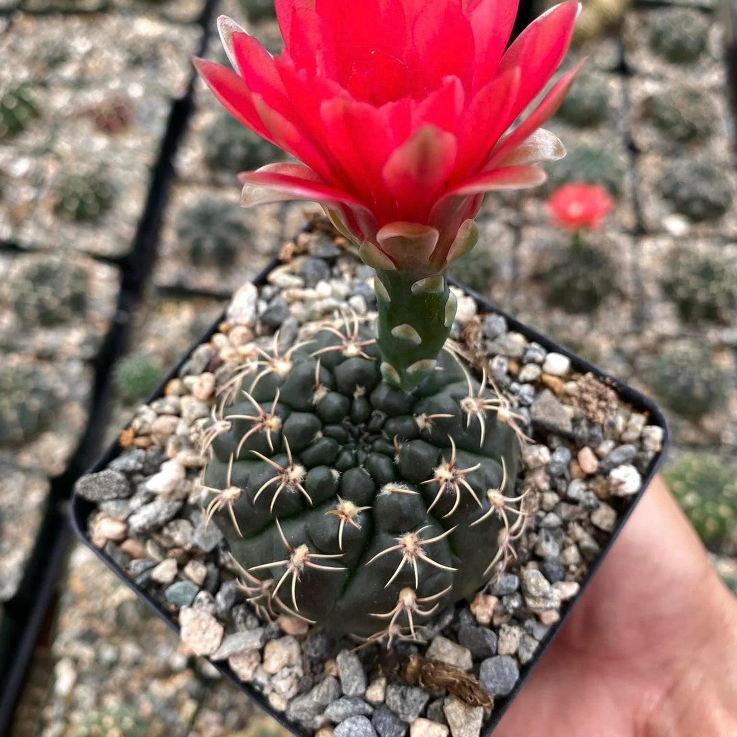 Gymnocalycium Baldianum