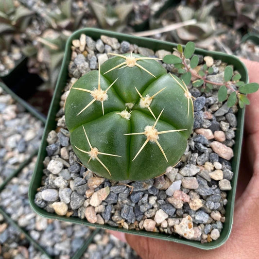 Gymnocalycium Horstii