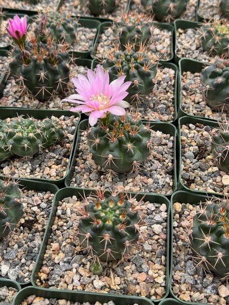 Gymnocalycium Nehuberi