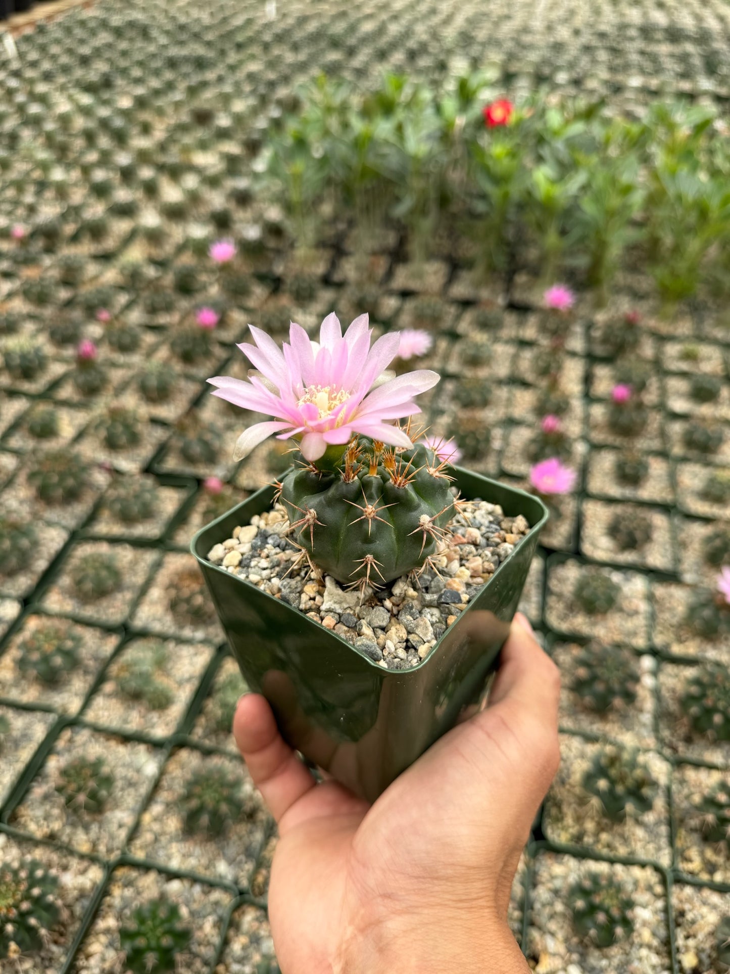 Gymnocalycium Nehuberi