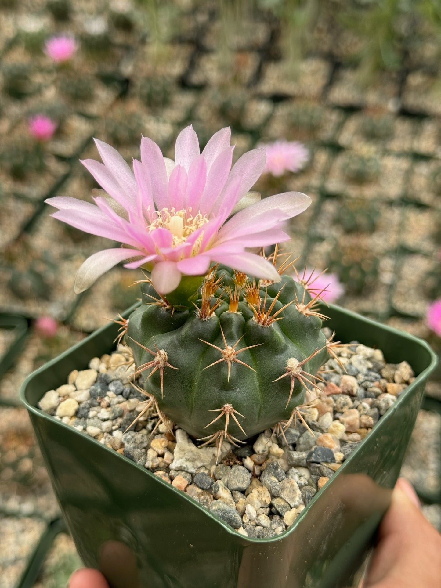 Gymnocalycium Nehuberi