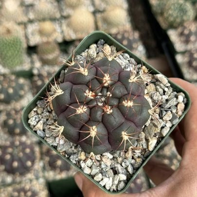 Gymnocalycium Pflanzii Albipulpa