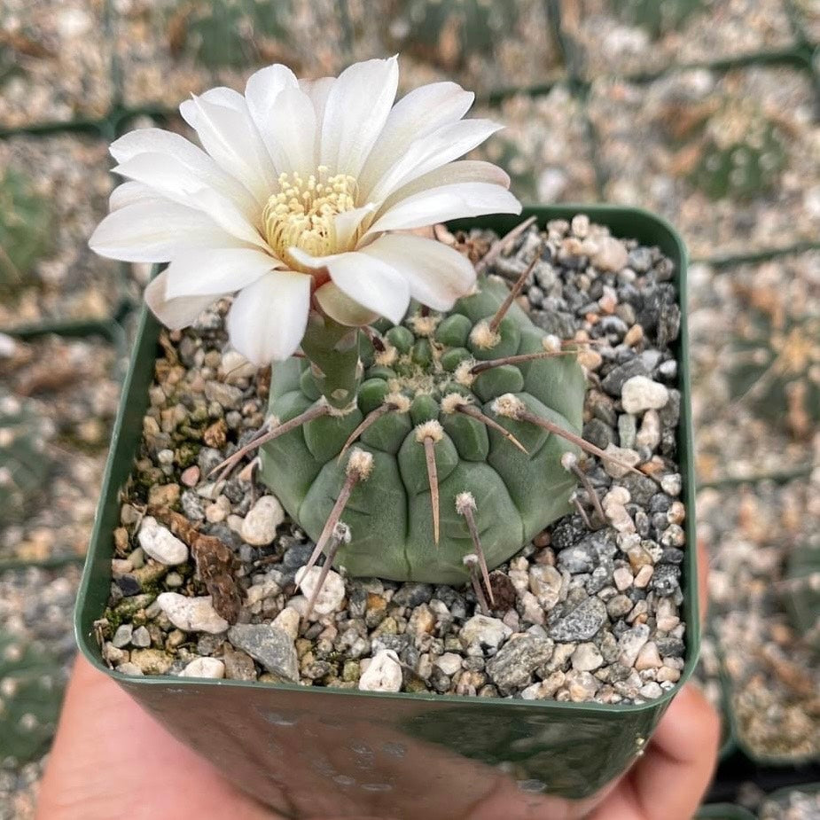 Gymnocalycium Vatteri