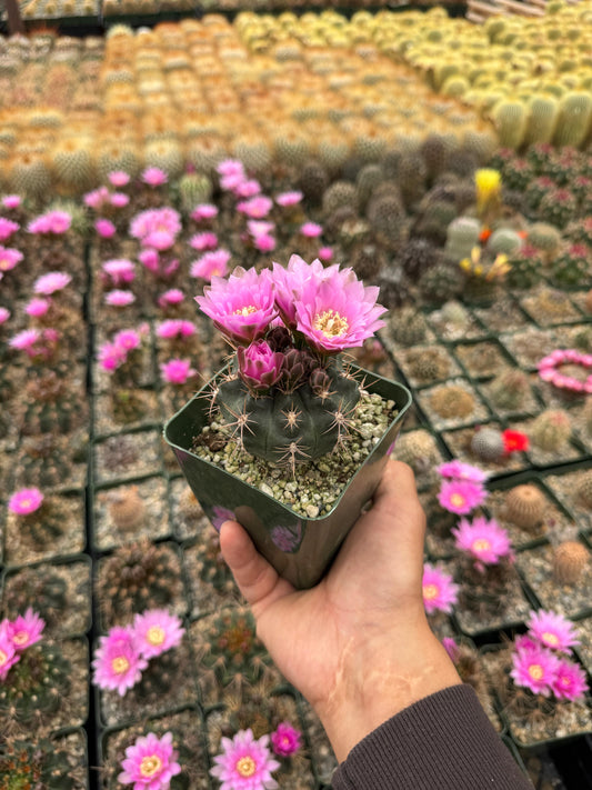 Gymnocalycium Nehuberi