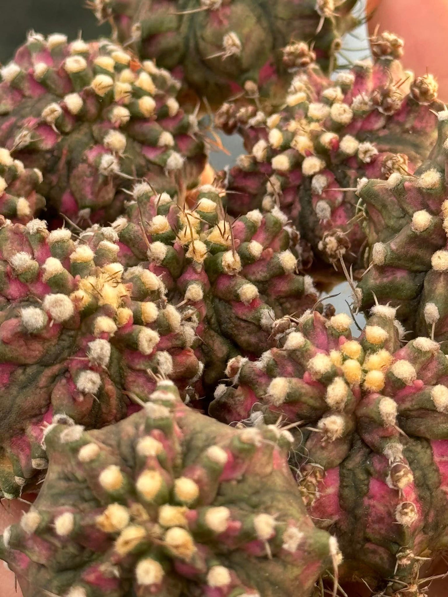 Gymnocalycium 'T-Rex'