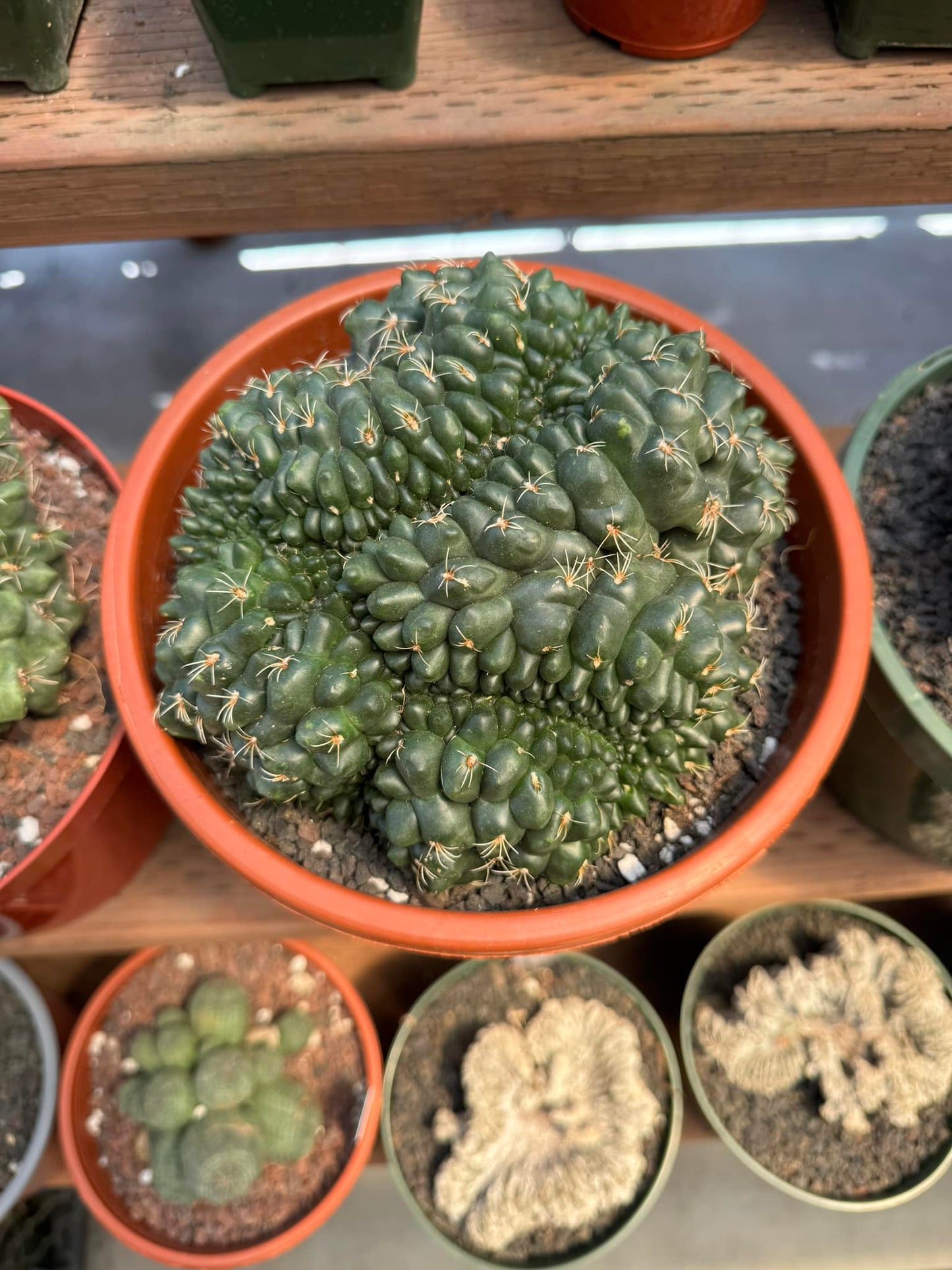 Cresta gymnocalycium baldianum mounstruoso