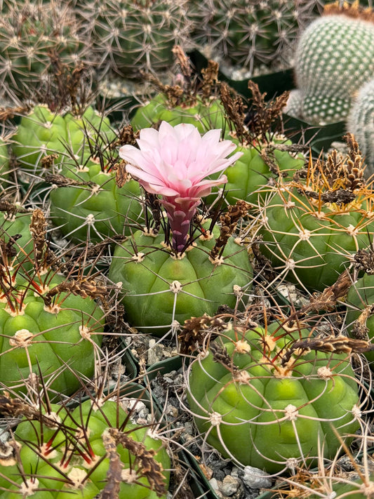 Gymnocalycium chiquitanum