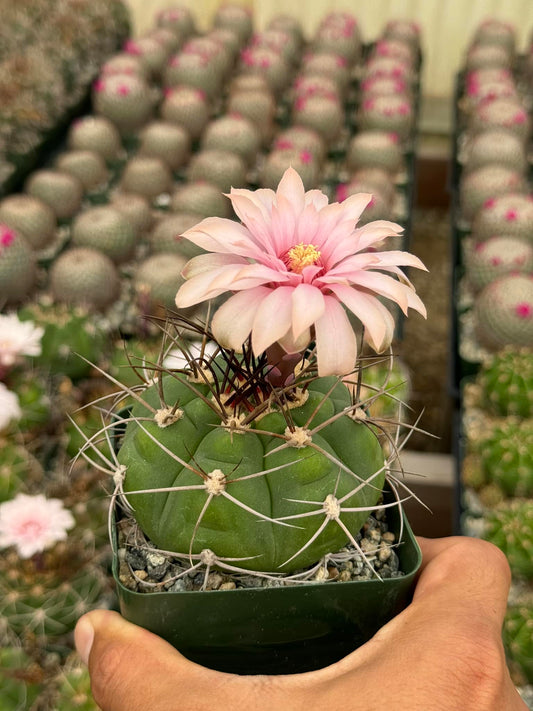 Gymnocalycium chiquitanum