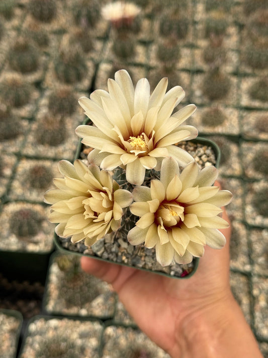 Gymnocalycium erinaceum