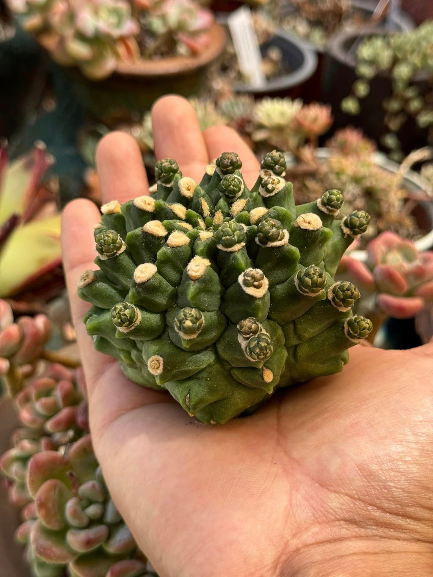 Gymnocalycium kikko inermis