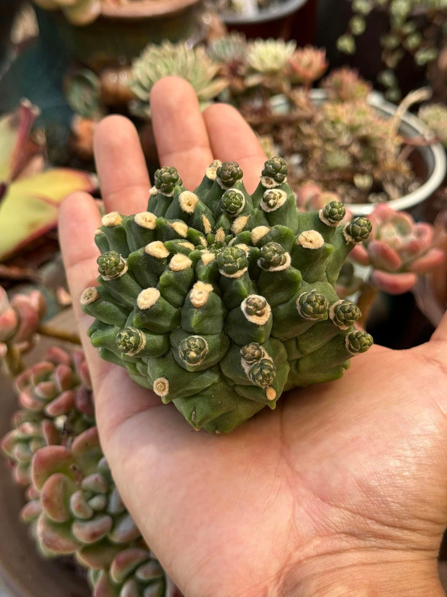 Gymnocalycium kikko inermis