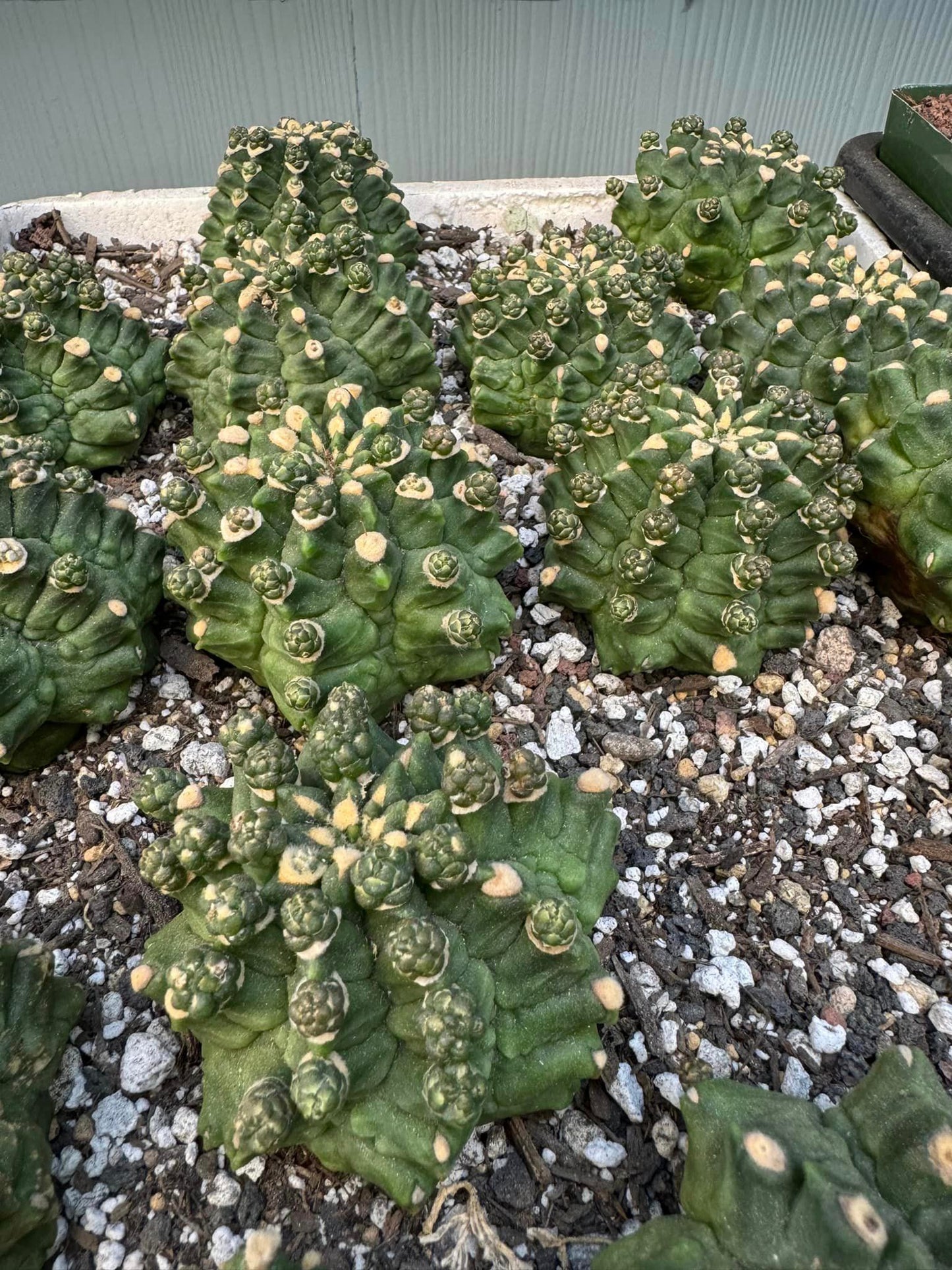 Gymnocalycium kikko inermis