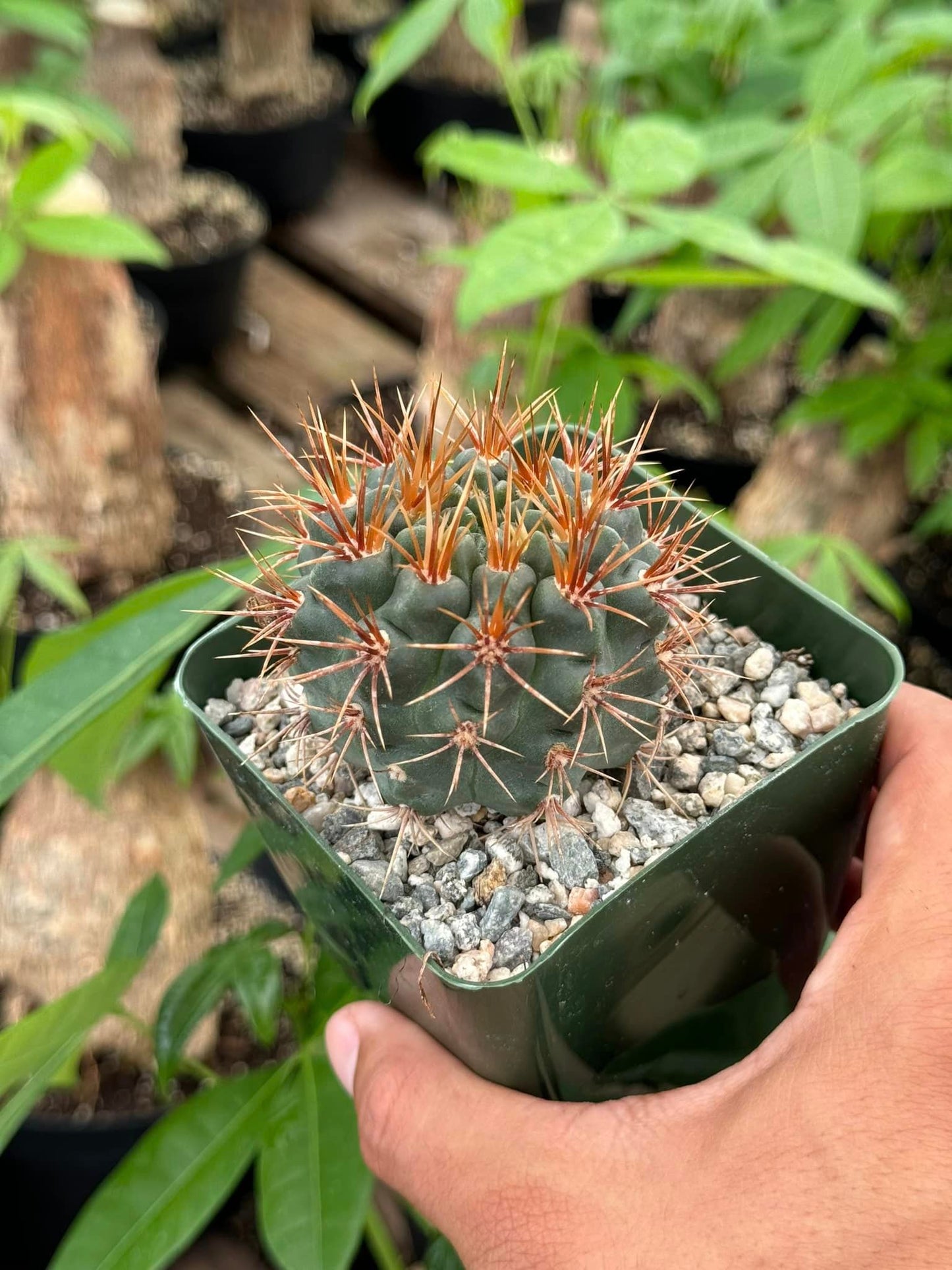 Gymnocalycium Nehuberi