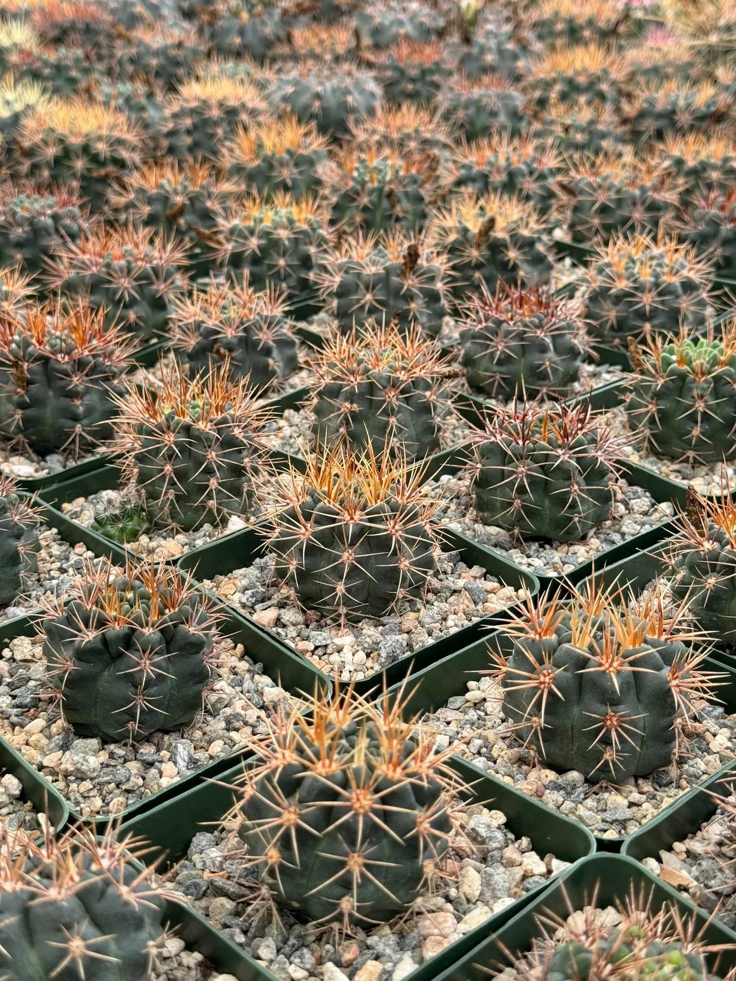 Gymnocalycium Nehuberi