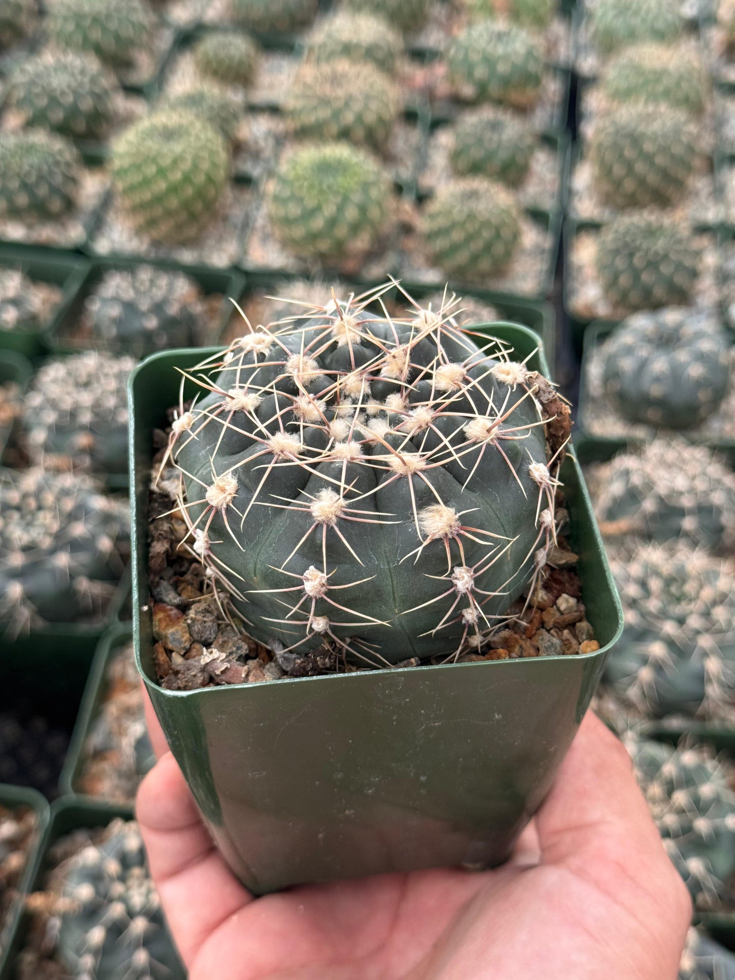 Gymnocalycium odoratum