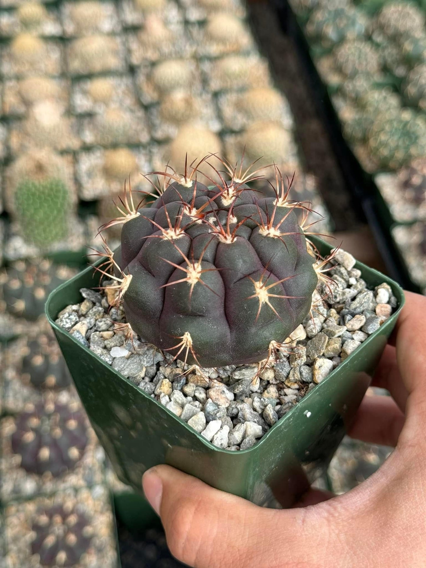 Gymnocalycium pfanzii var. Albipulpa