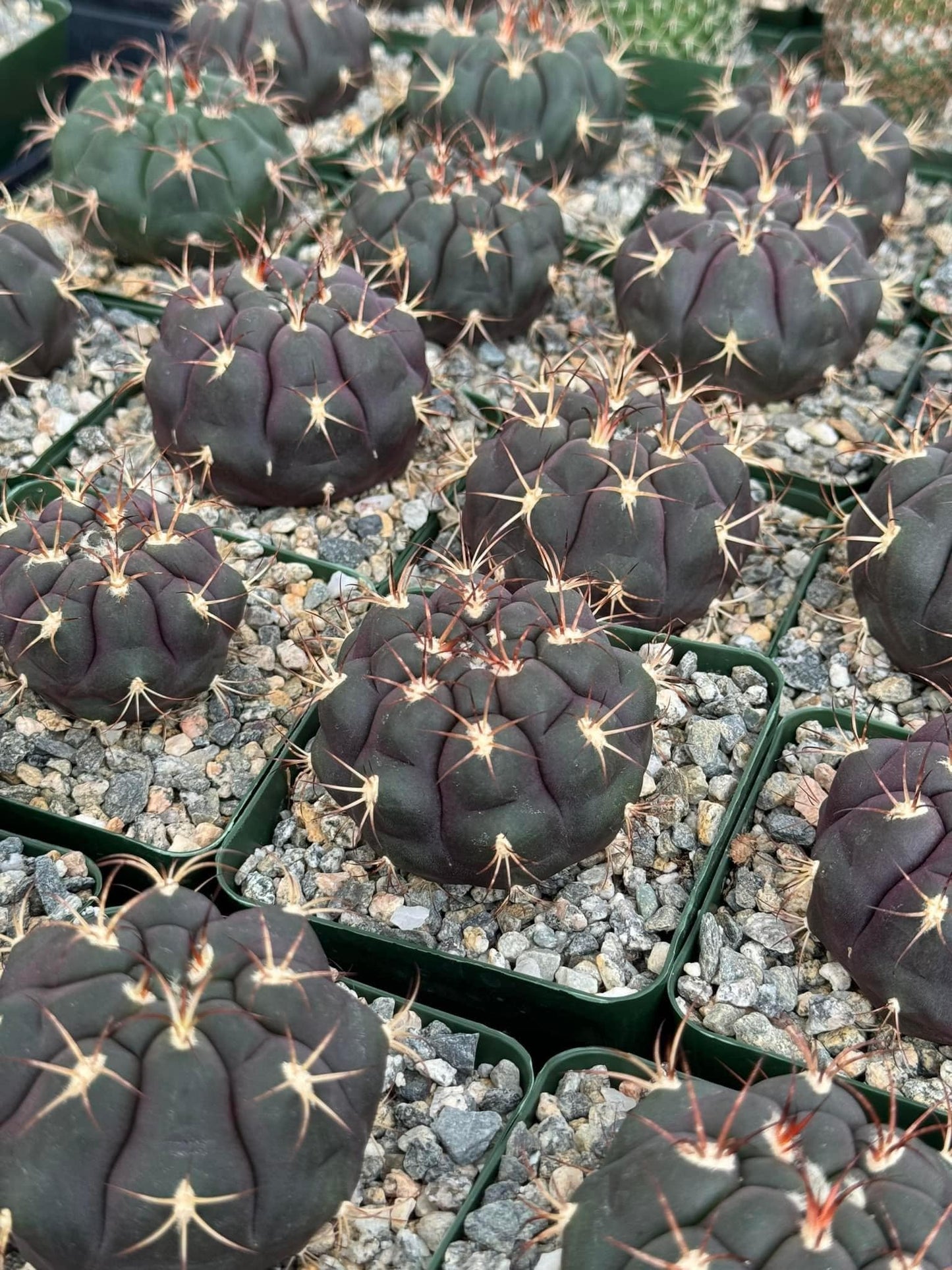 Gymnocalycium pfanzii var. Albipulpa