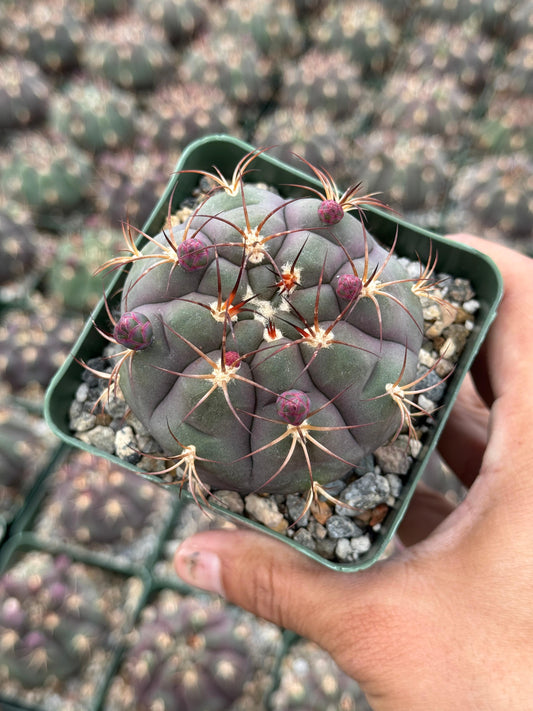 Gymnocalycium pflanzii var. albipulpa