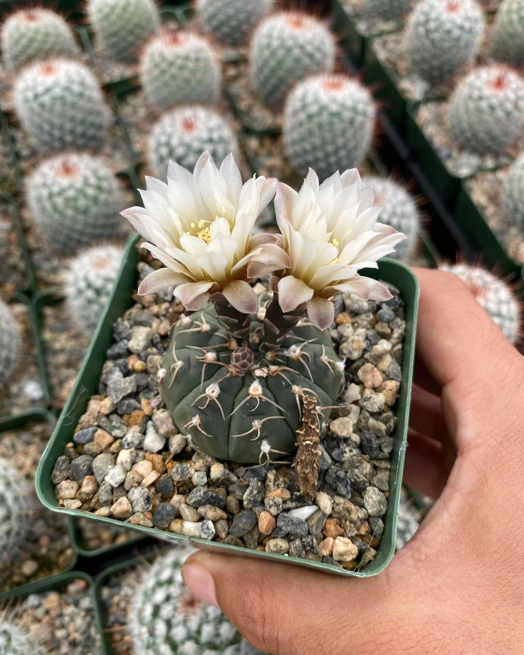 Gymnocalycium triacanthum