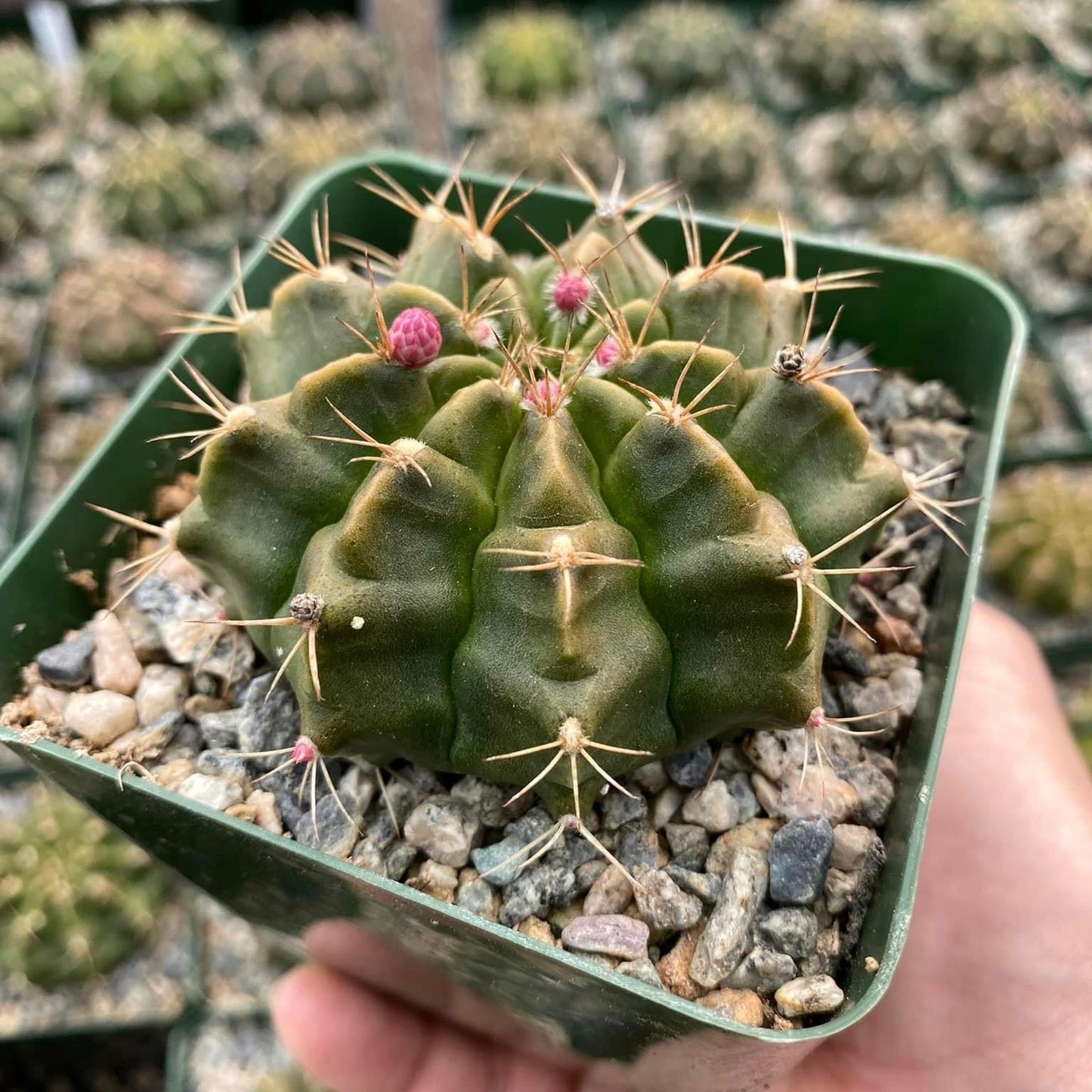 Gymnocalycium damsii v. torulosum