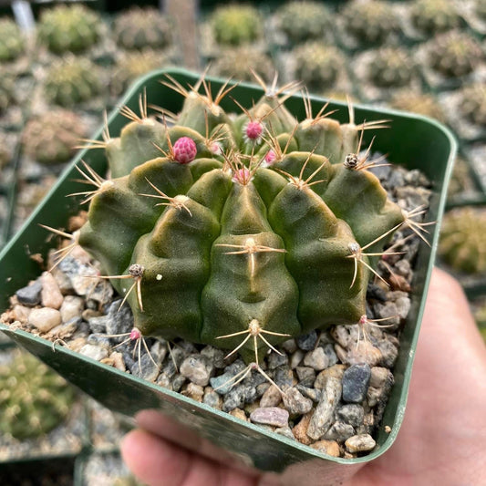 Gymnocalycium damsii v. torulosum