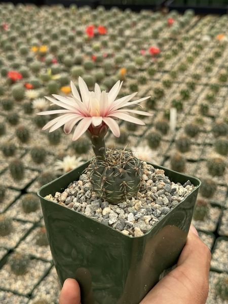 Gymnocalycium erinaceum