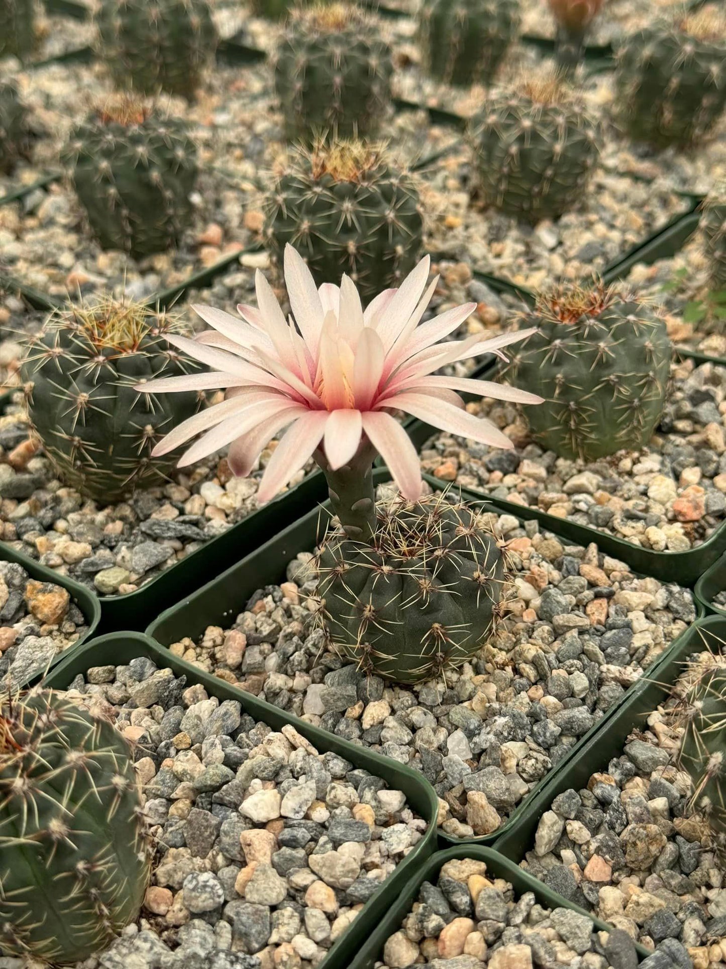 Gymnocalycium erinaceum