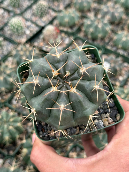 Gymnocalycium griseopallidum