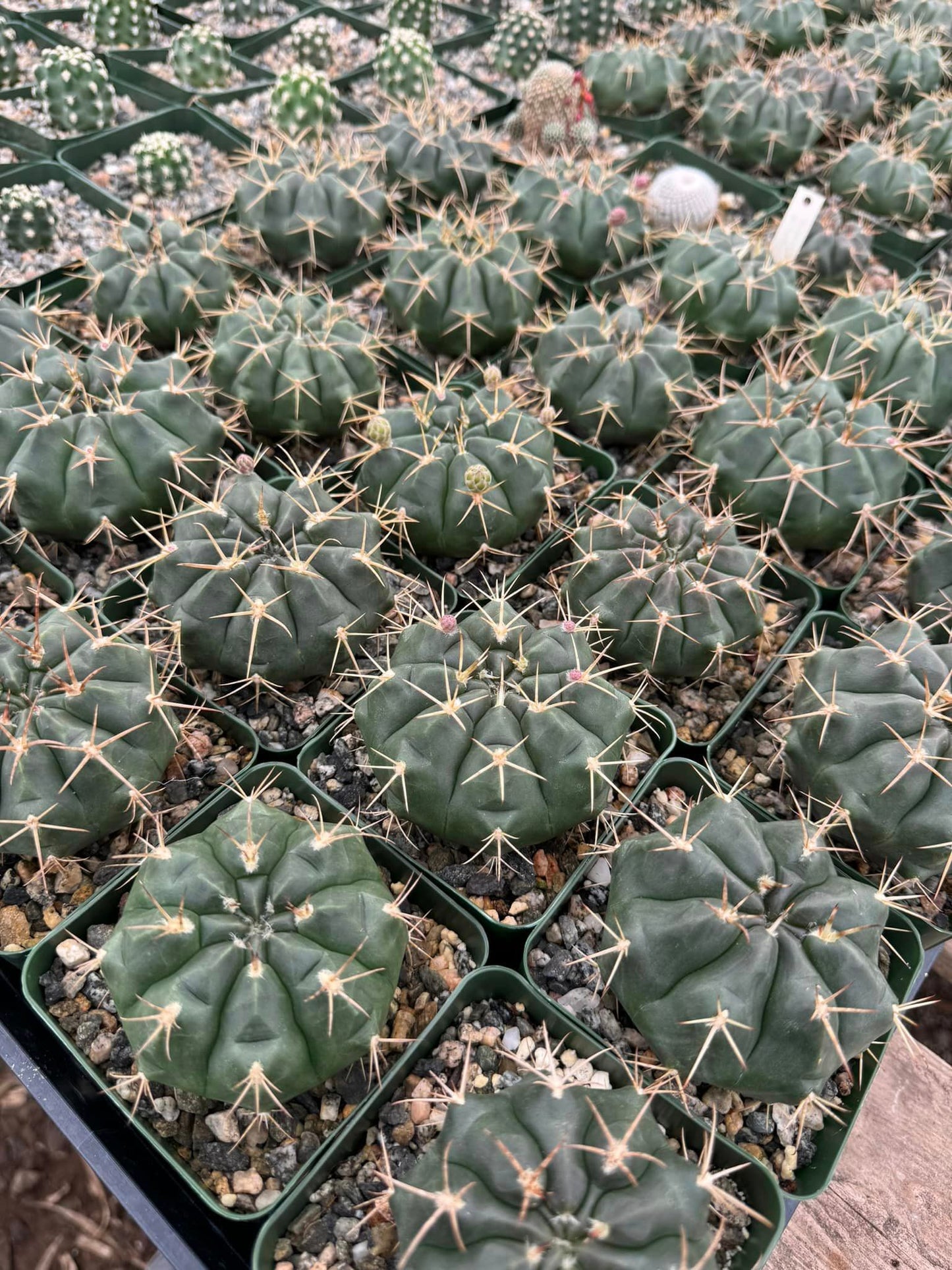 Gymnocalycium griseopallidum