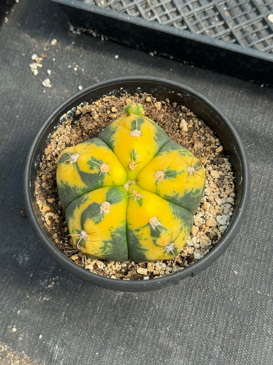 Gymnocalycium horstii buenekeri variegado