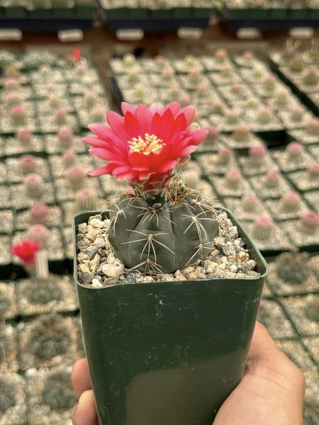 Gymnocalycium marianae