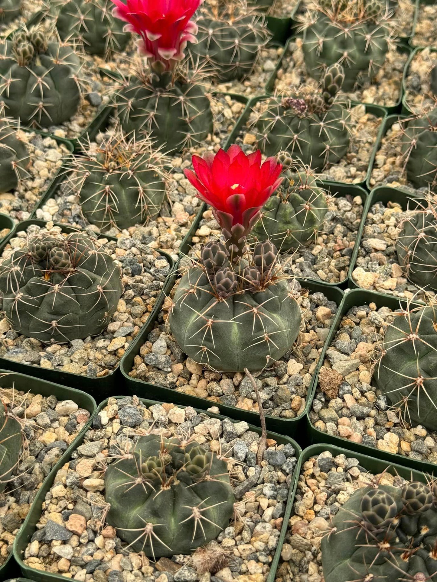 Gymnocalycium marianae