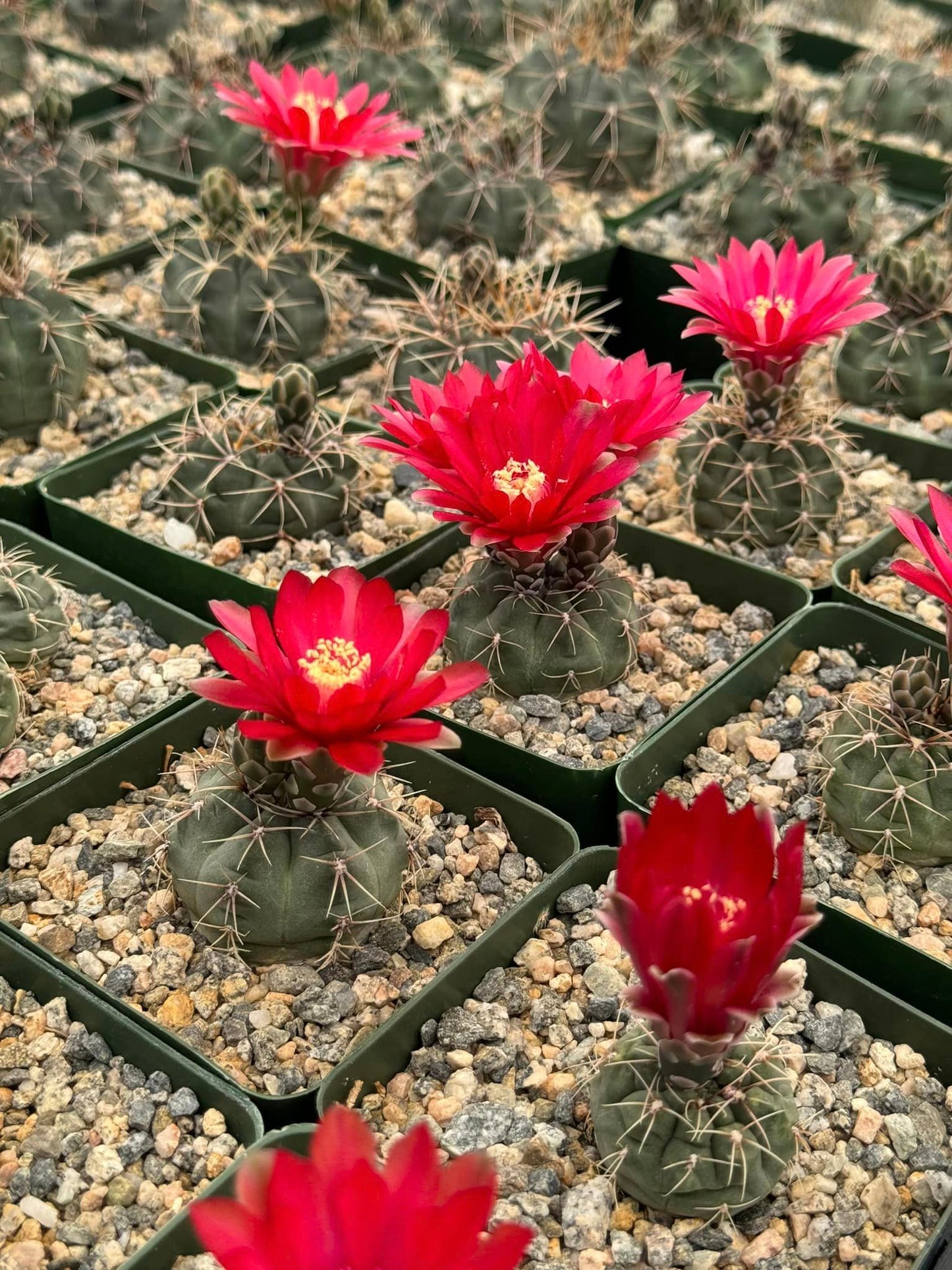 Gymnocalycium marianae