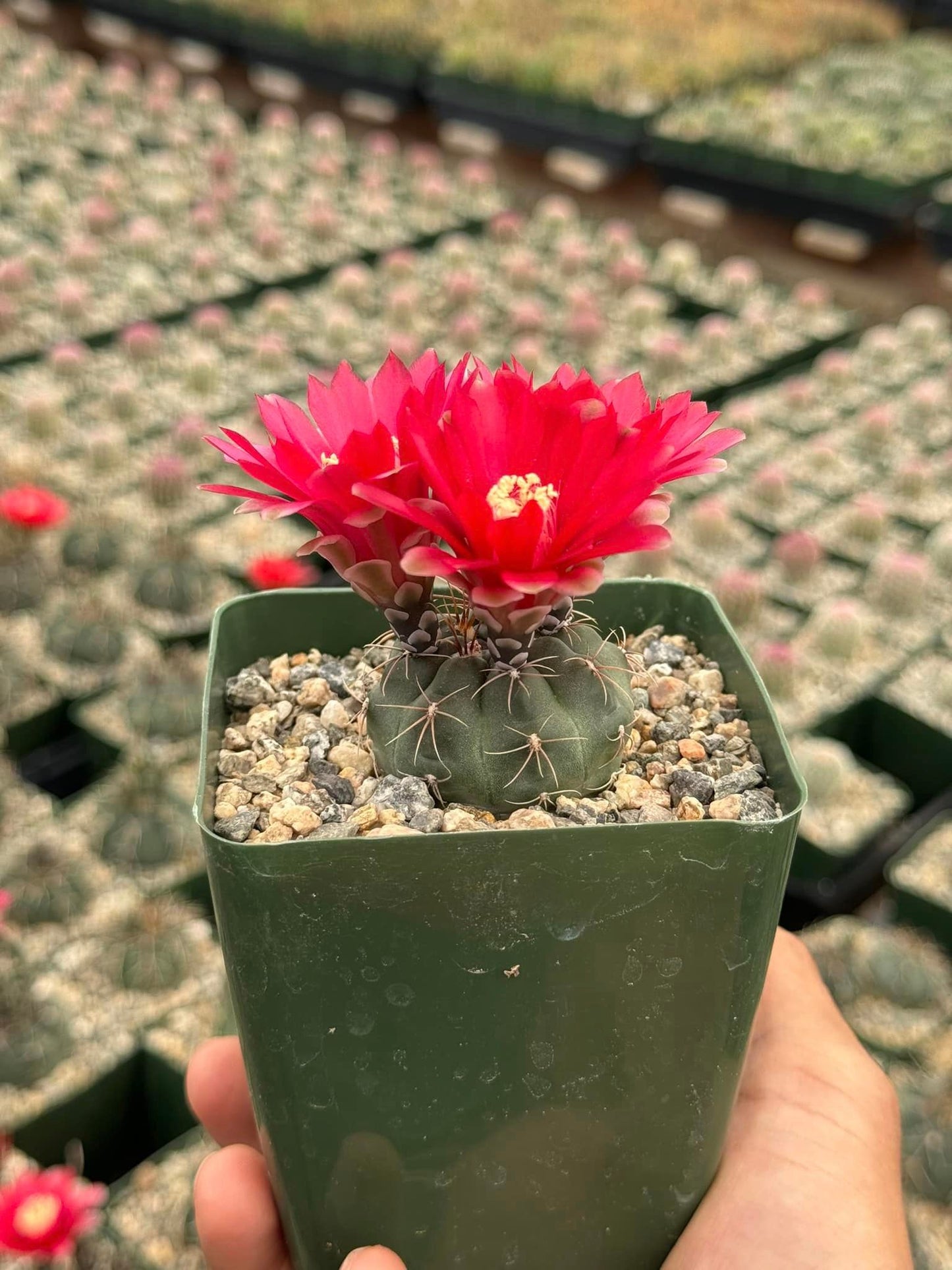 Gymnocalycium marianae