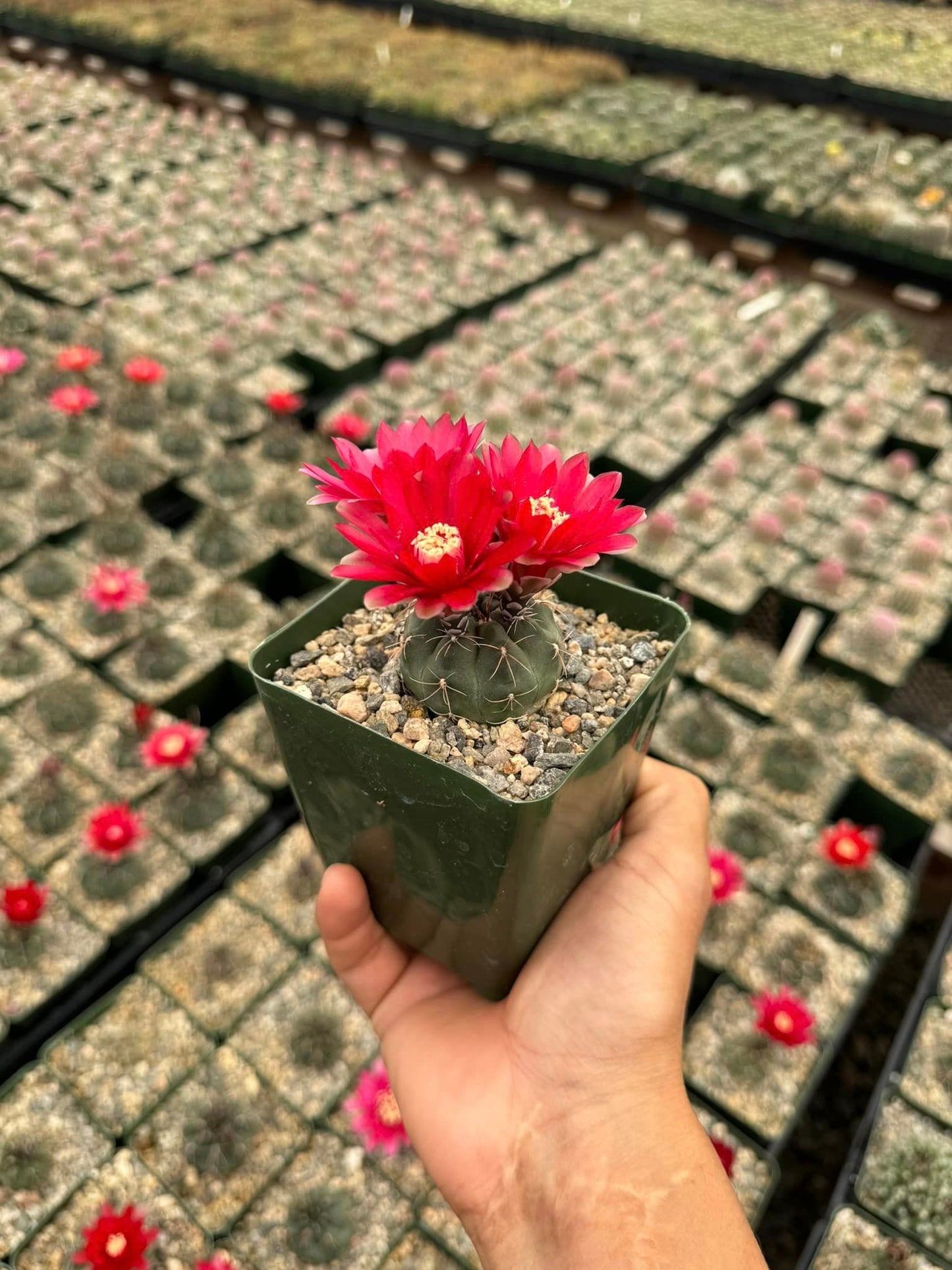 Gymnocalycium marianae