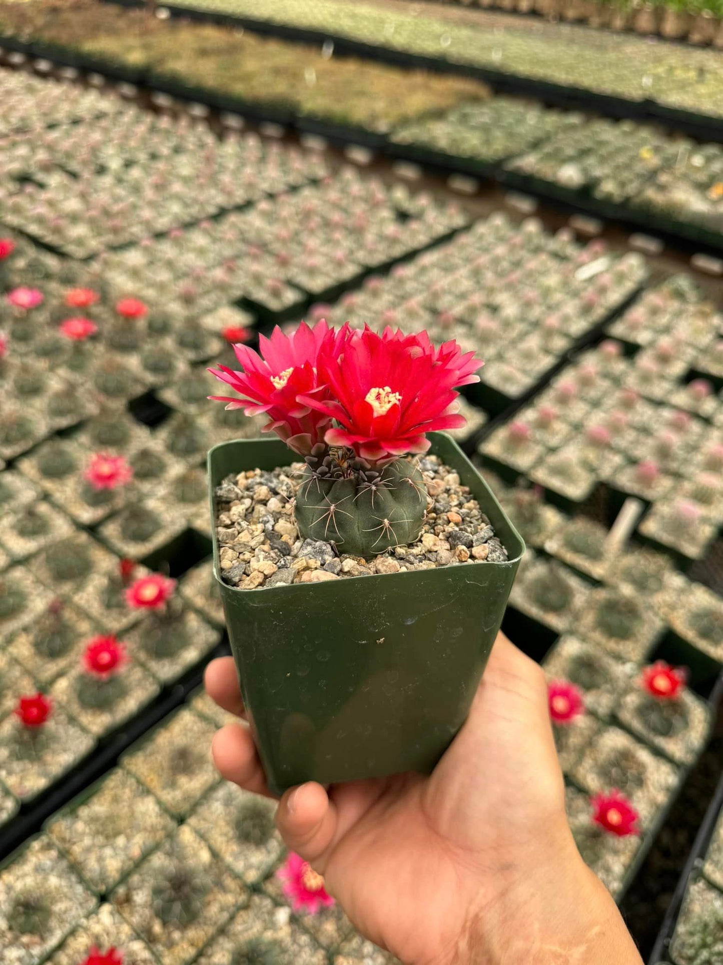 Gymnocalycium marianae