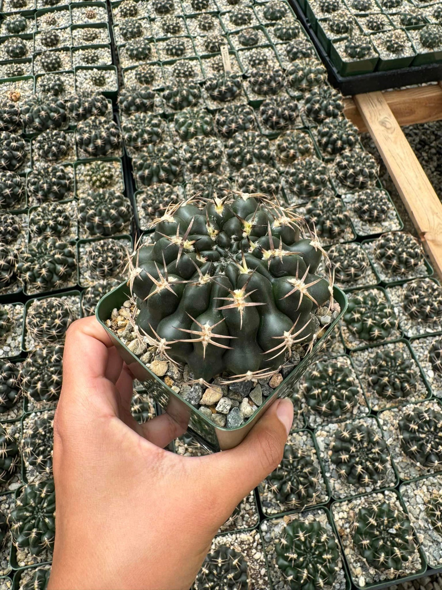 Gymnocalycium marsoneri