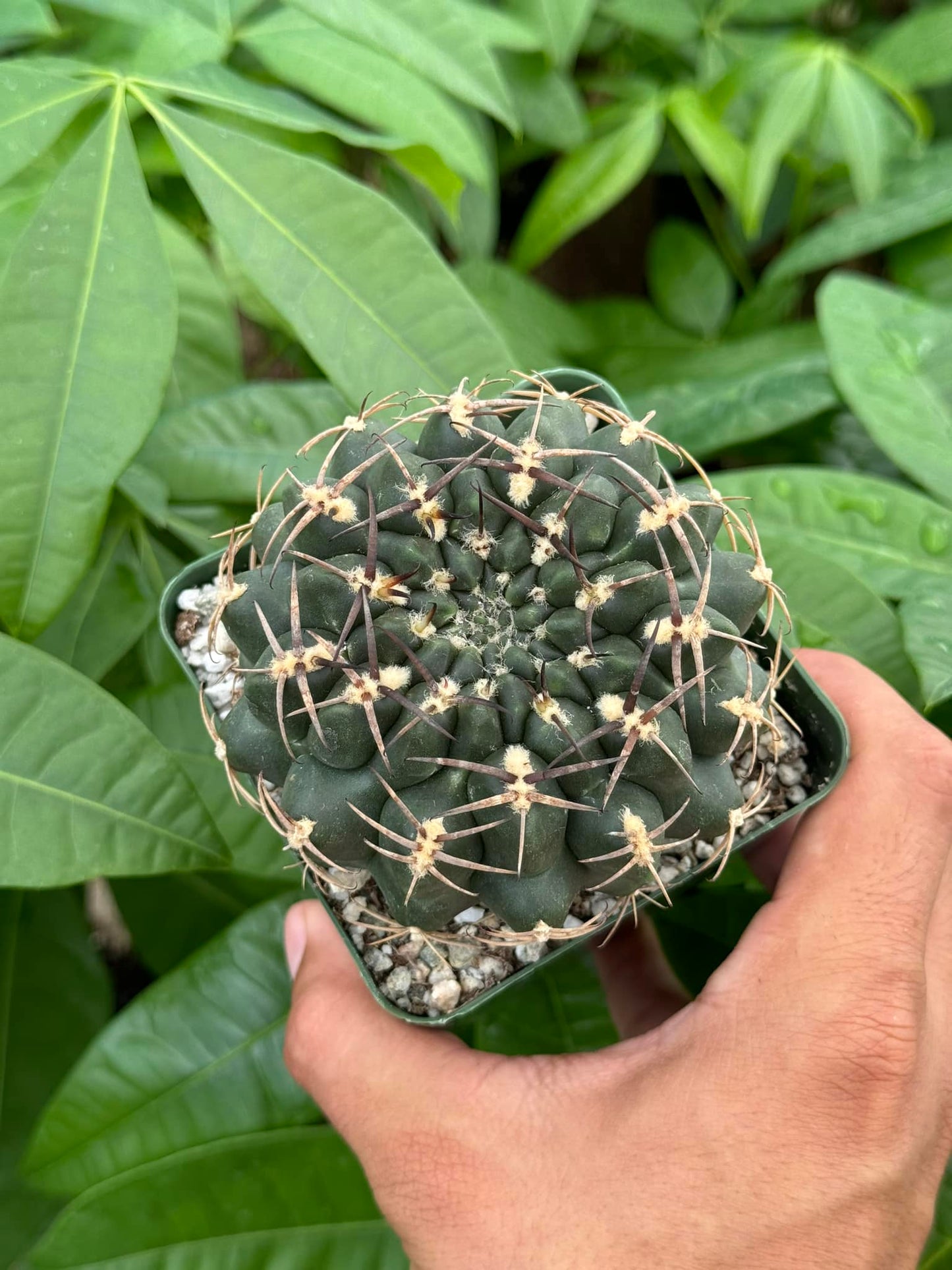 Gymnocalycium marsonerii