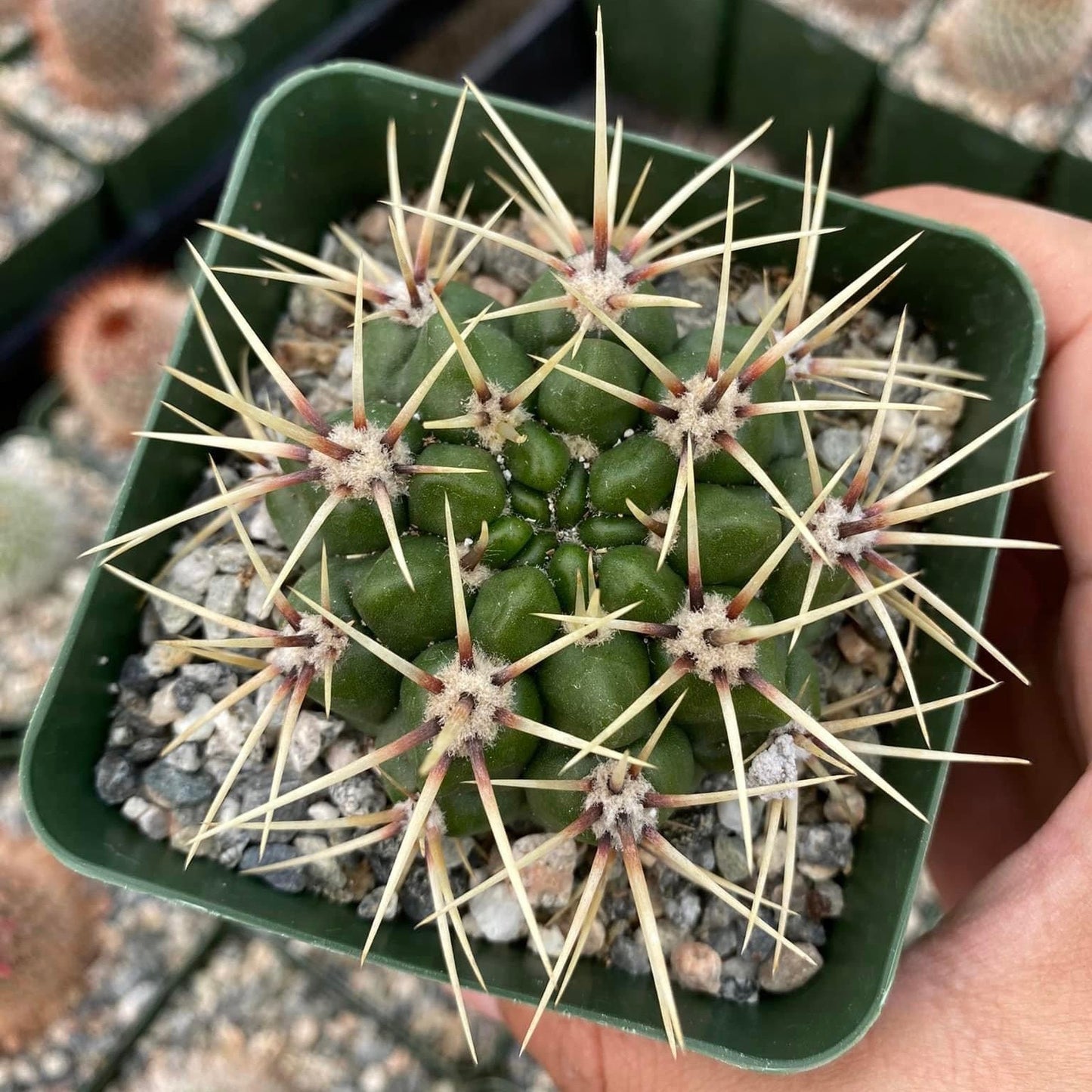 Gymnocalycium multiflorum