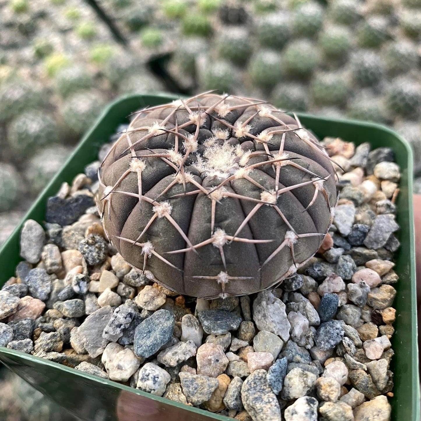 Gymnocalycium occultum