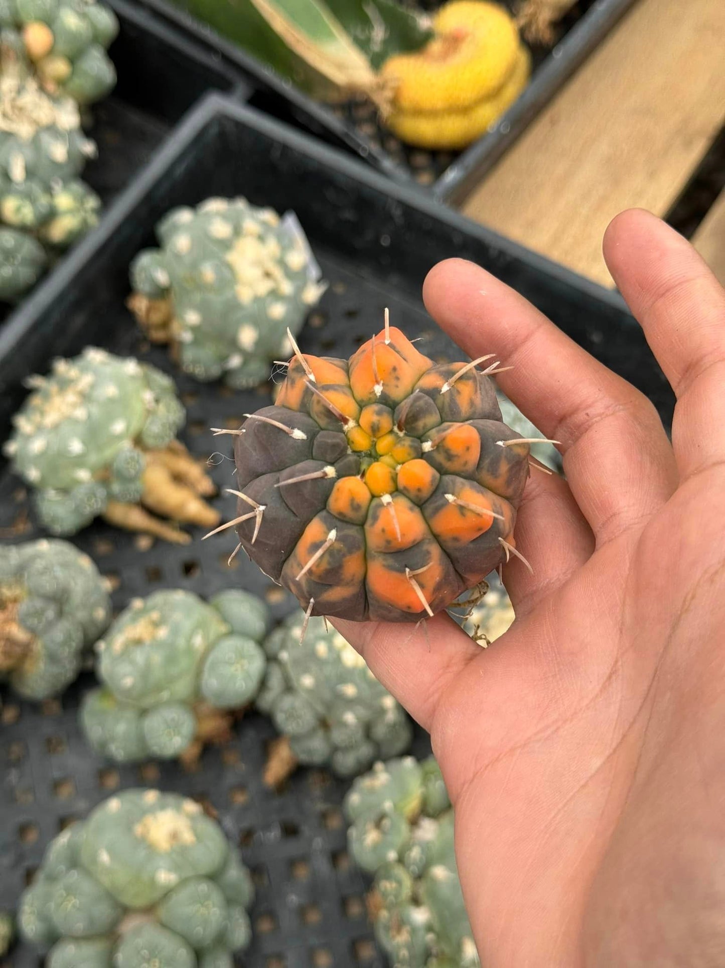 Gymnocalycium ochoterenae variegado