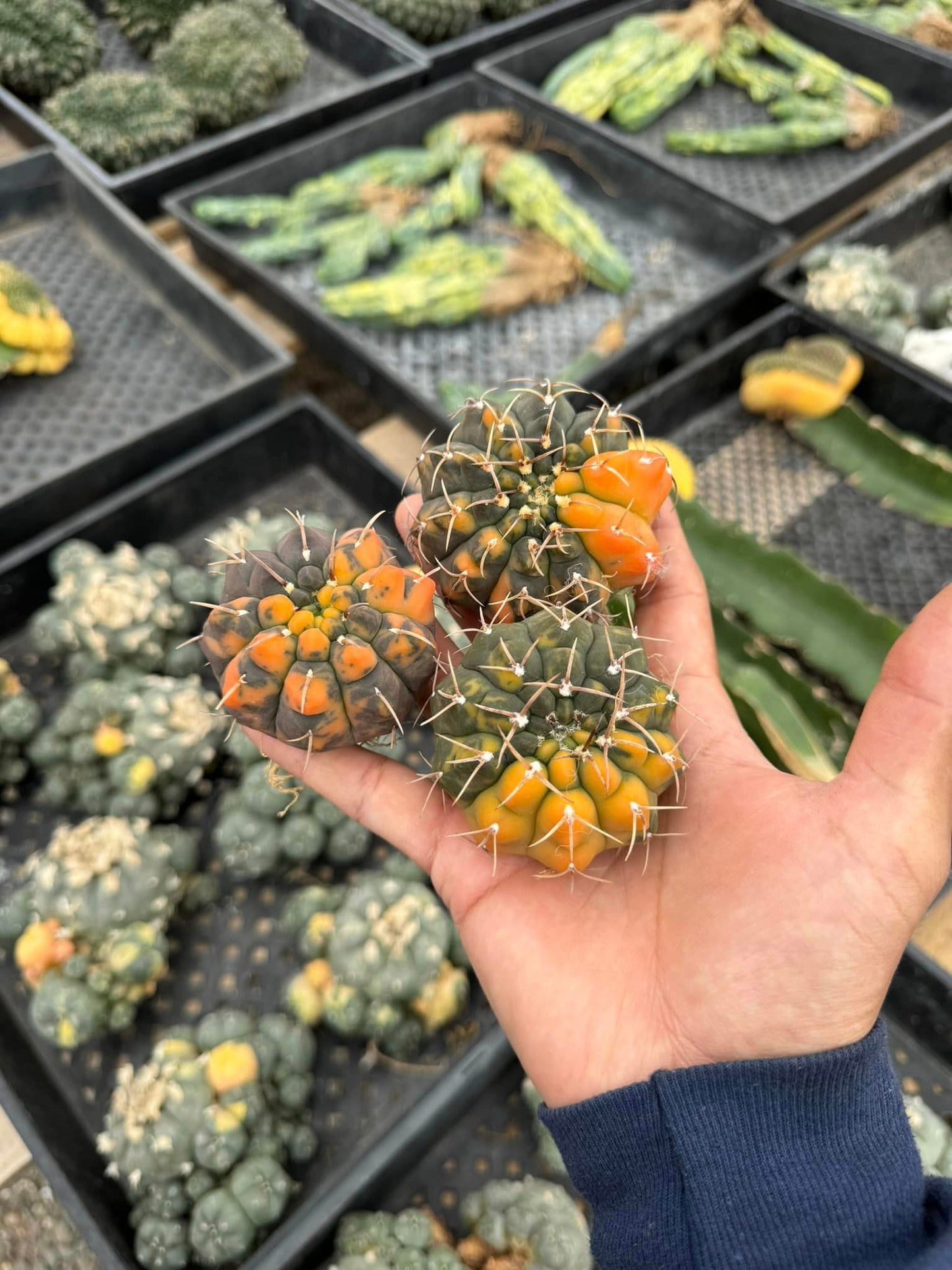 Gymnocalycium ochoterenae variegado