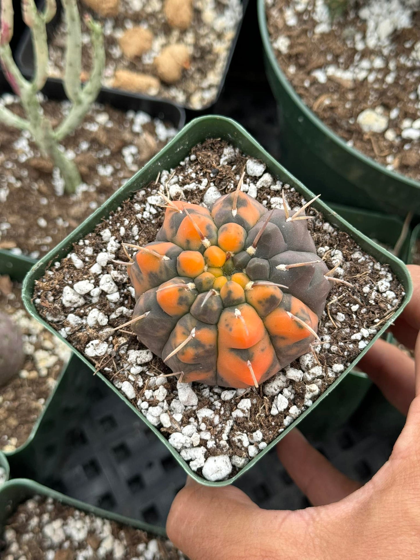 Gymnocalycium ochoterenae variegado